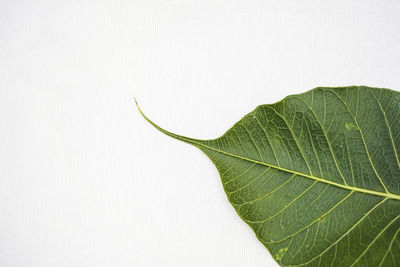 Peepal leaf or bodhi leaf or sacred fig leaf isolated on white background, green peepal leaf 