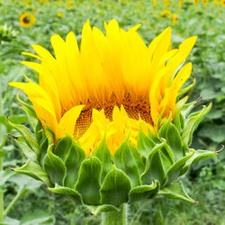 Close-up of yellow sunflower on plant