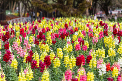 Close-up of colorful tulips in park