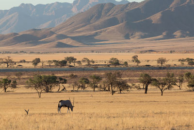 Animal walking on field by mountains