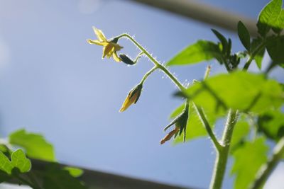 Close-up of insect on plant