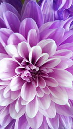 Close-up of pink flower