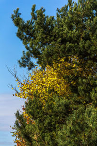 Low angle view of flower tree against sky