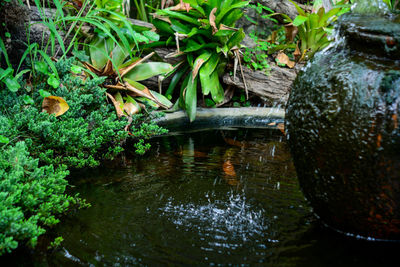 High angle view of plants by lake