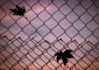 Silhouette of insect on chainlink fence against sky