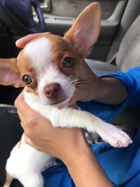 Close-up of hand holding small dog