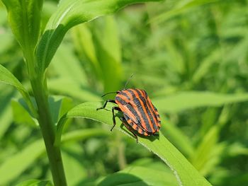 Close-up of butterfly on leaf