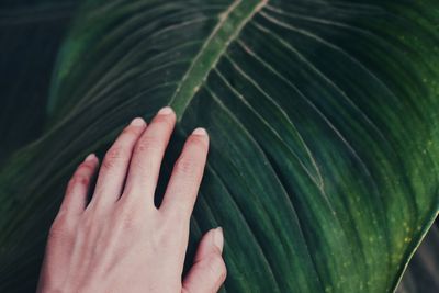 Close-up of hand touching leaves