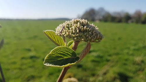 Close-up of plant growing on field