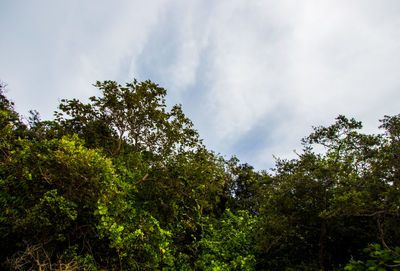 Low angle view of trees against sky