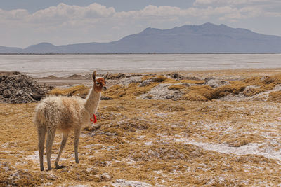 Deer standing on field against mountain