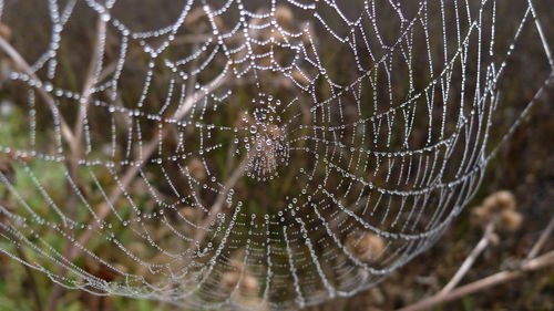 Close-up of wet spider web