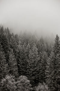 Pine trees in forest during winter against sky