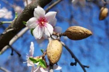 Close-up of flowers blooming