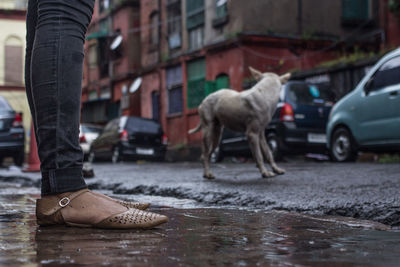 Low section of man with dog standing on road