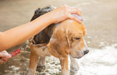 Midsection of person with dog on water