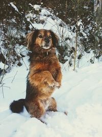 Dog on snow covered land