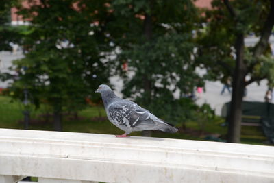Pigeon perching on retaining wall