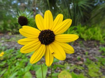 Close-up of sunflower blooming outdoors