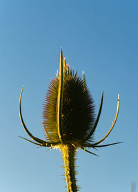 Low angle view of plant against clear blue sky