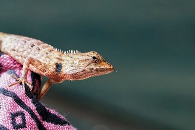 Close-up of a lizard looking away