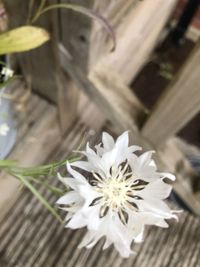 Close-up of white flower on table