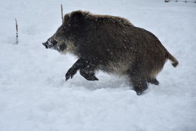 Side view of an animal on snowy field