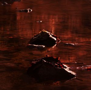 Reflection of trees in water