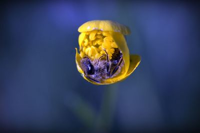 Close-up of yellow flower against blurred background