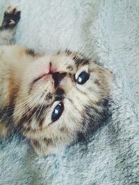 Close-up portrait of a cat