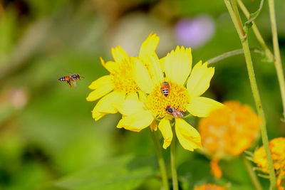 Honey bees on wild flower, beekeeping concept