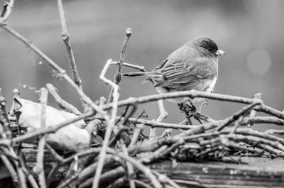 Close-up of bird perching on branch