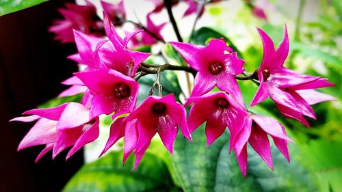 Close-up of pink flowering plant