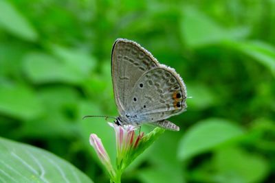 Close-up of butterfly on flower