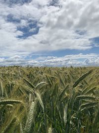 Scenic view of agricultural field against sky