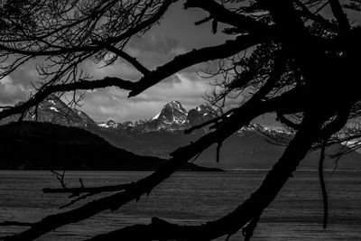 Silhouette bare trees by plants against sky