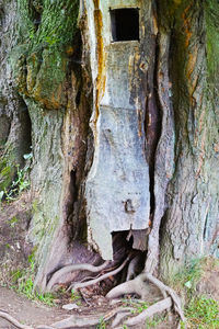 Close-up of tree trunk in forest