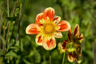 Close-up of orange flowers blooming outdoors