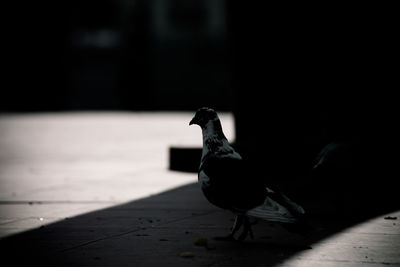 Close-up of bird perching on table