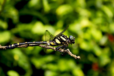 Close-up of insect on plant