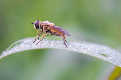 Close-up of insect on leaf