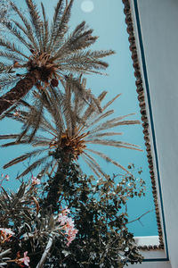 Low angle view of coconut palm tree against sky