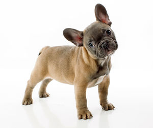 Portrait of a dog over white background
