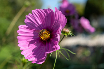 Close-up of bee on pink flower