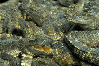 Close-up of crocodile in sea