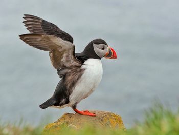 Close-up side view of a bird against blurred background