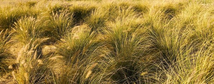 Full frame shot of crops on field