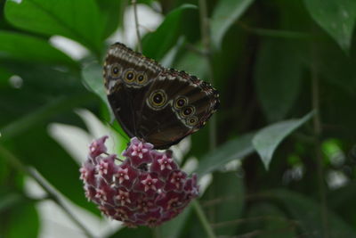 Close-up of butterfly pollinating on flower