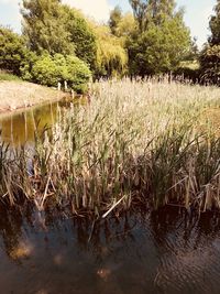 Scenic view of lake