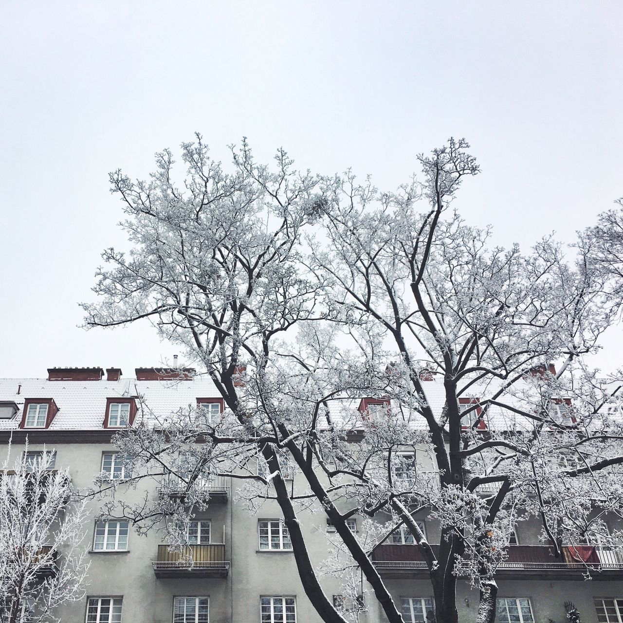 TREES AGAINST CLEAR SKY IN CITY